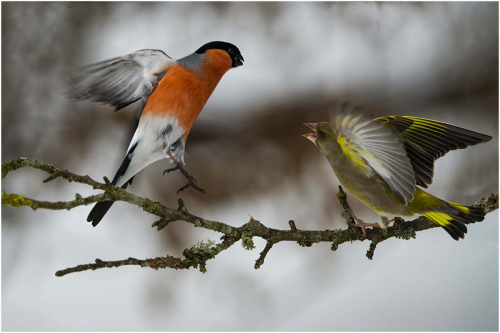 Winter-Confrontation by Ronnie Gilbert