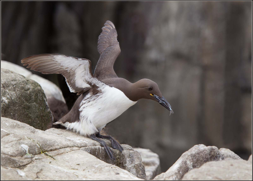 Guillemot-With-Small-Fish by Jeremy Malley-Smith