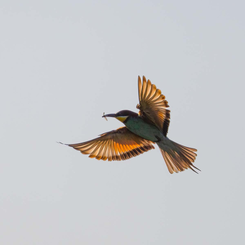 Backlit-Bee-Eater by Tony Marsh