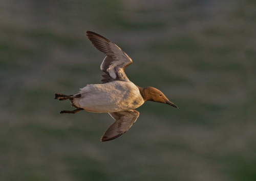 St-Bees-Guillemot by Tony Marsh