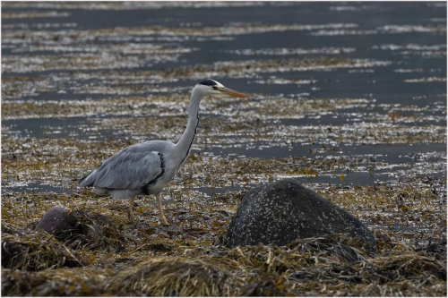 Grey-Heron by Carole Minks