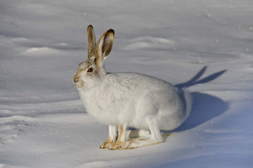 Jack-Rabbit-in-early-morning-sun by Carole Minks