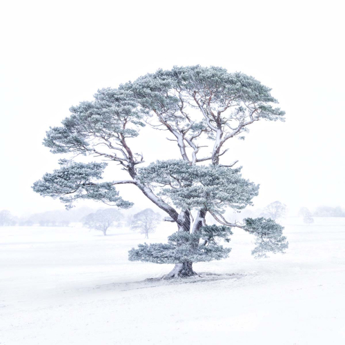The-Lonesome-Pine by Ken Rennie