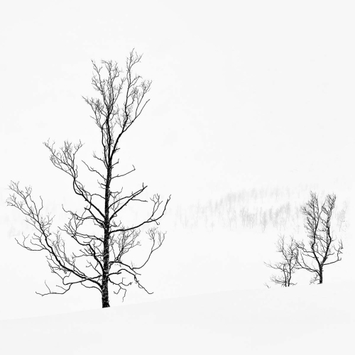 Winter-Trees By Keith Snell