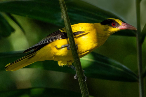 Black-Naped-Oriole by Tom Stenhouse