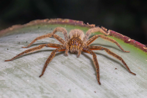 Tiger-Bromeliad-Spider by Tom Stenhouse