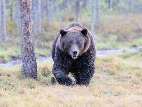 European-Brown-Bear by Julie Walker