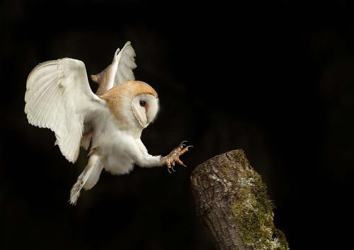 Barn-Owl-Landing by Pete Whieldon