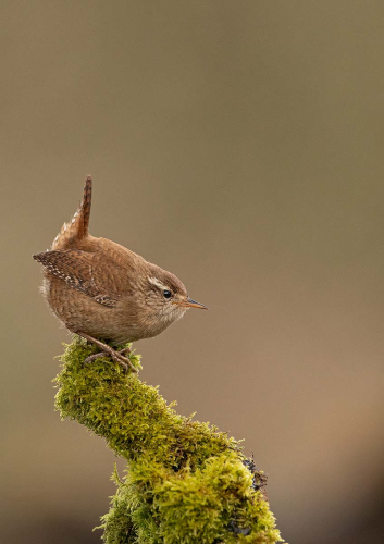 Wren-Portrait by Pete Whieldon