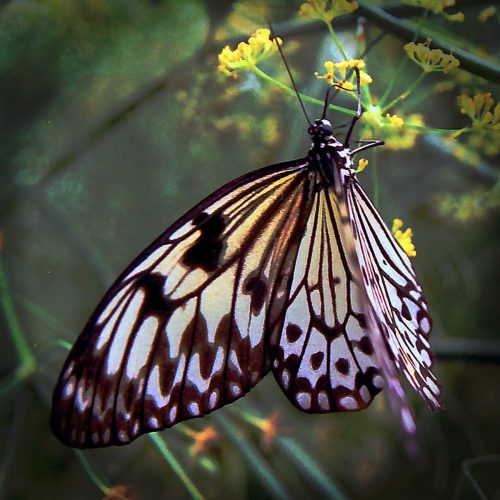 Phillip Cartwright-Marbled-White