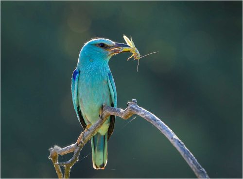 Ronnie Gilbert-European-Roller-with-Grasshopper