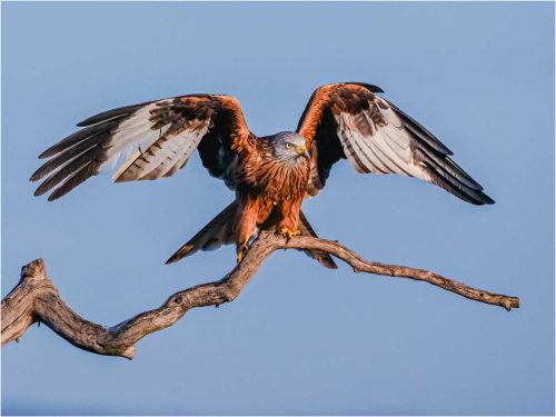 Ronnie Gilbert-Red-Kite-Prior-to-Take-Off