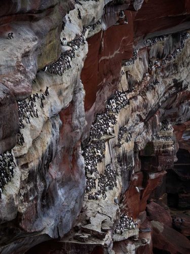 Jo Knight- Guillemot Breeding Colony