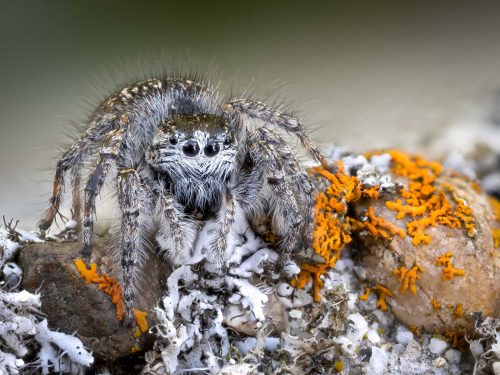 Jeremy Malley-Smith-Female-Jumping-Spider