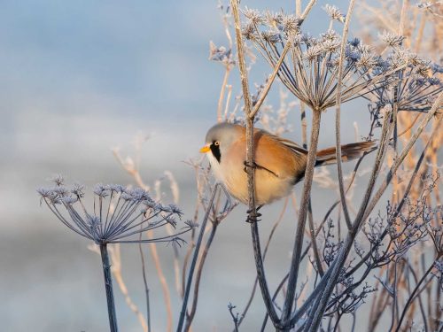 Tony Marsh-Bearded-Tit-in-Frost