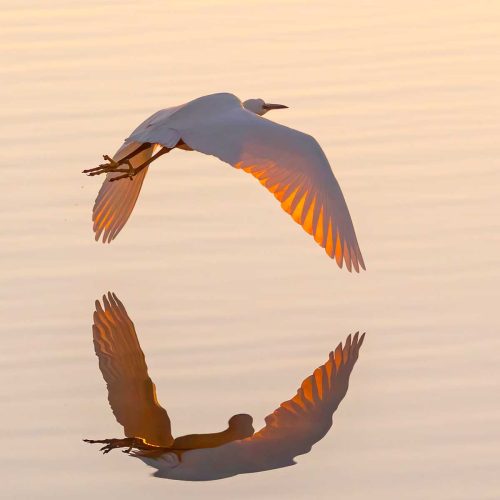 Tony Marsh-Little-Egret-at-Sunset