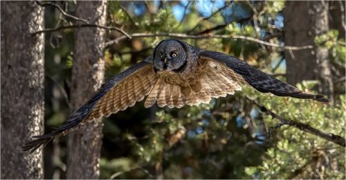 Carol Minks-Great-Grey-Owl.jpg