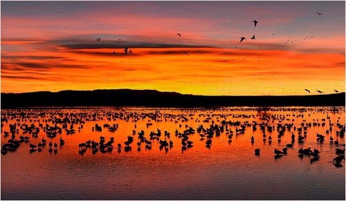 Carol Minks-Snow-Geese-at-dawn.jpg