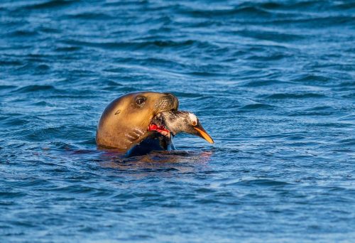 Simon Roberts-Sea-Lion-and-Gentoo