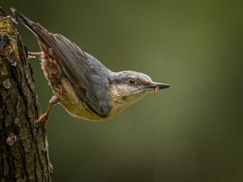 Alan Walker-Nuthatch-with-Grub