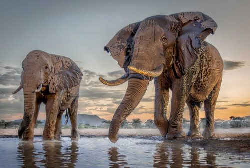 Alen Walker-Sunrise-at-the-Waterhole