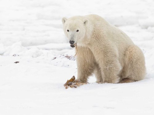 Julie Walker-Polar-Bear-with-Kelp