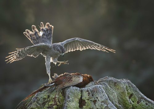 Pete Whieldon-Goshawk-with-kill-on-cold-frosty-morning