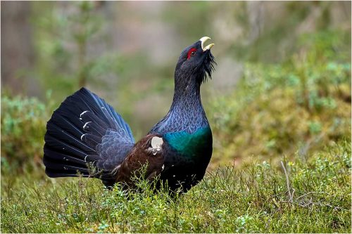 Ronnie GibertR-Capercaillie-Displaying-in-the-Forest