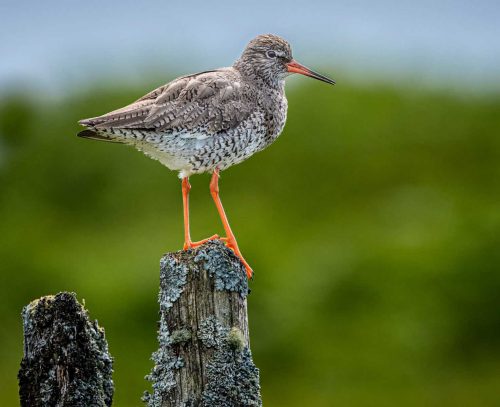 Mike Kidd-Red-Shank
