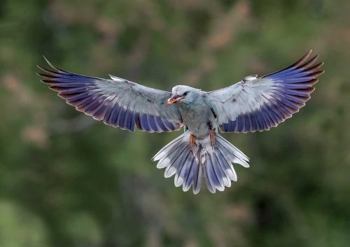 Jeremy Malley-Smith-European-Roller-With-Food