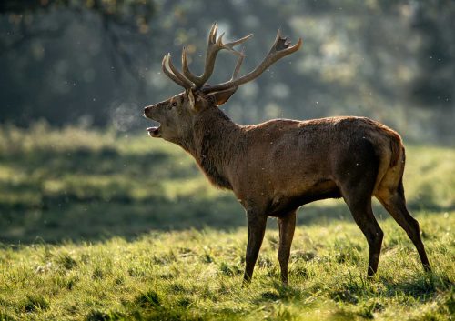 Jeremy Malley-Smith-Red-Deer-Breath