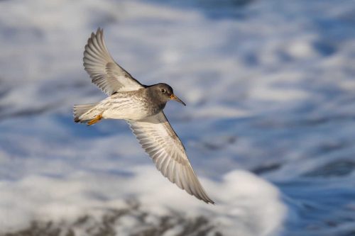 Tony Marsh-Purple-Sandpiper-
