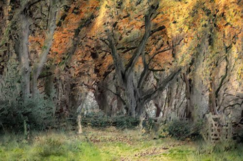 Tony Mellin-Autumn-Glow
