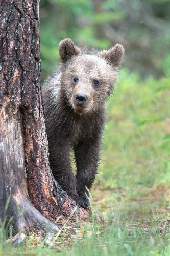 Carol Minks-Inquisitive-Brown-Bear-Cub