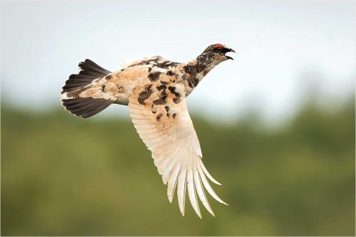 Carol Minks-Male-Ptarmigan