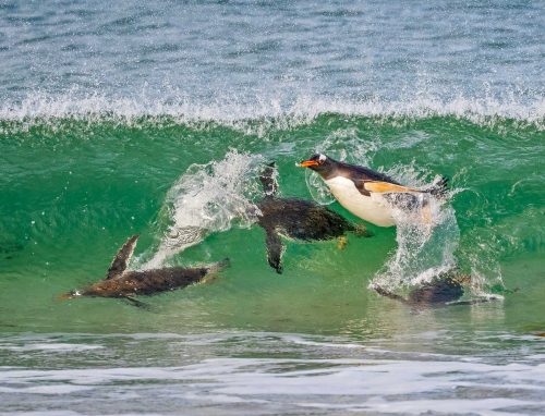 Simon Roberts-Flying-Penguins