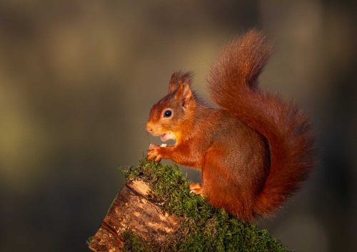 Simon Roberts-Red-Squirrel