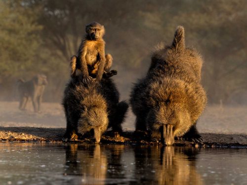 Julie Walker-Baboons-Enjoying-an-Early-Morning-Drink