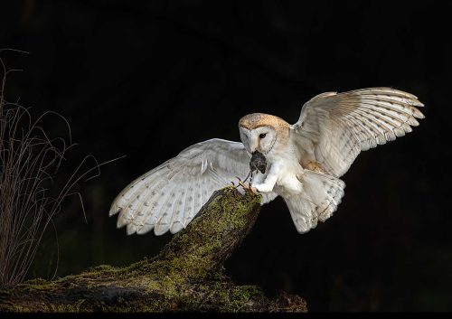Pete Whieldon-Barn-Owl-with-Mouse