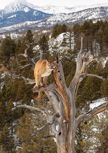 Pete Whieldon-Mountain-Lion-in-Tree
