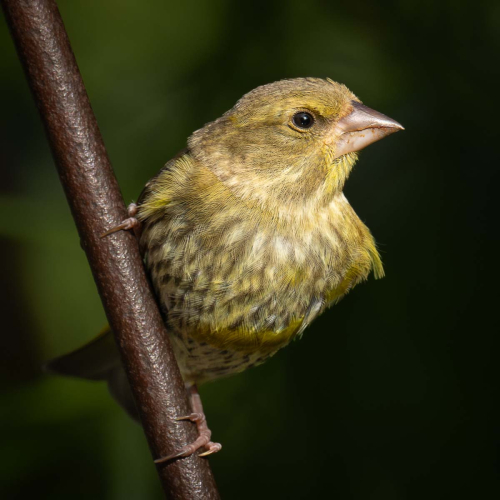 Greenfinch by Richard Jakobson