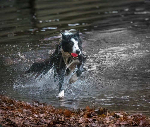 Enjoying-the-Run by David Price