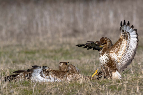 Buzzard-Confrontation by Ronnie Gilbert