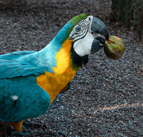 Fruity-Macaw by Marilyn Woodthorpe