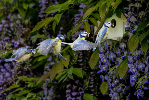 Feeding-in-the-Wysteria by David Woodthorpe
