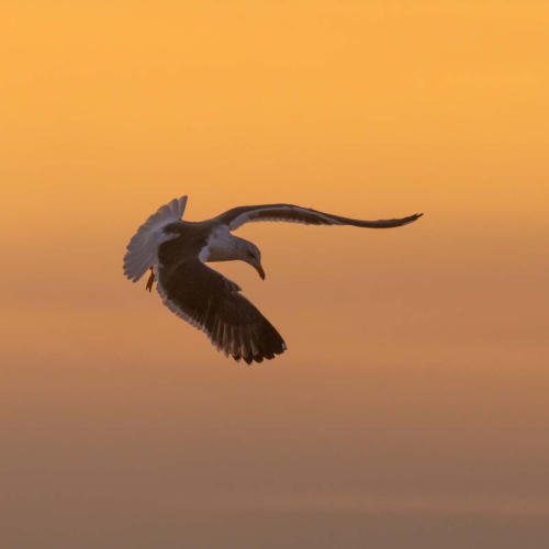 Lesser-Black-backed-Gull-and-Sunset by Tony Marsh