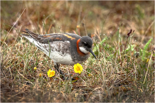 Red-knecked-Phalarope-hunting-flies by Carol Minks