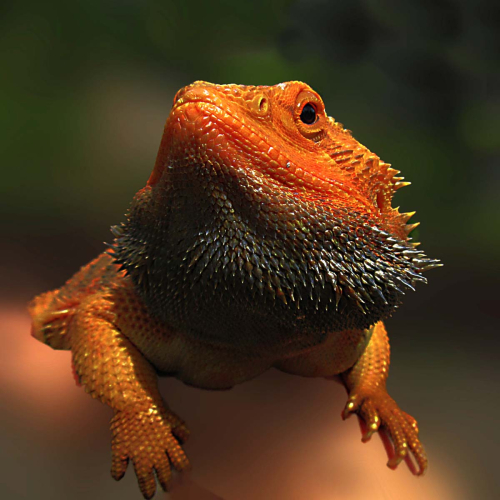 Bearded-dragon by Philip Cartwright