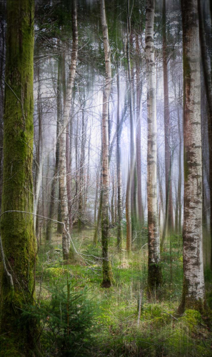 Birches by Ann Healey