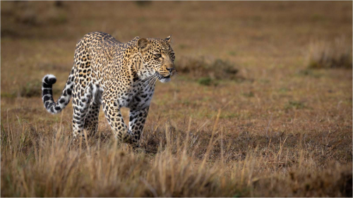 Focussed-Leopard by David Carine